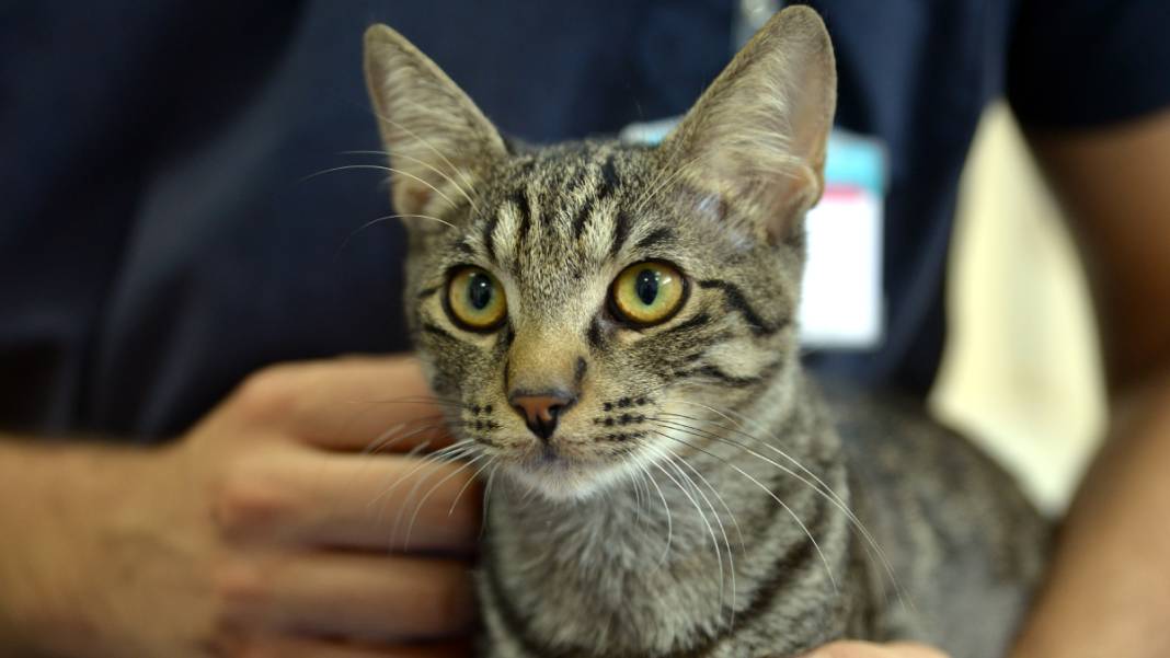 Kedi 'Ali Cabbar' hastaneye kendi başına gitti 8